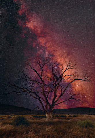 Leafless old tree in a yellow grass field and a sky filled with stars and milky way
