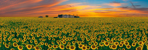 House in the middle of a sunflower field in France at sunset