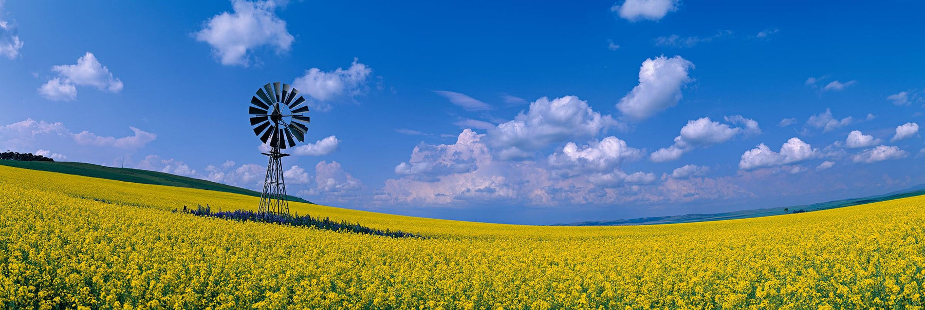 Windmill sitting in the middle of a yellow flower field in Burra Australia