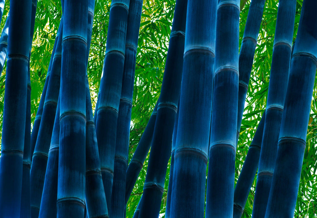 PETER LIK ピーターリック アクリルフォト TRANQUIL BLUE - 美術品