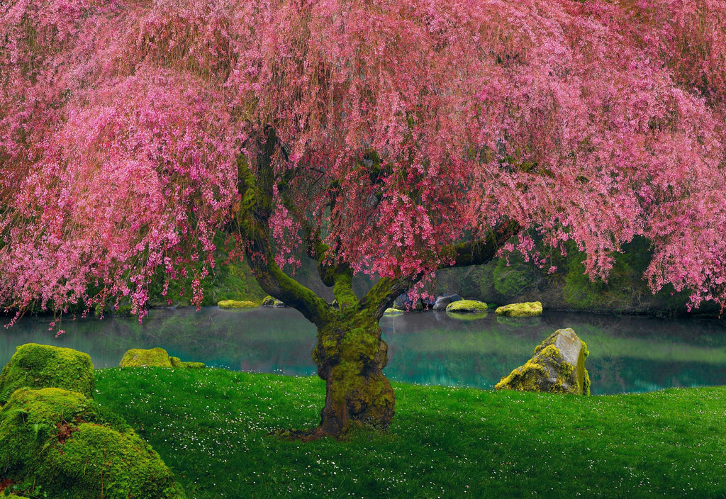 Tree of Dreams. Fine Art Photograph by Peter Lik.