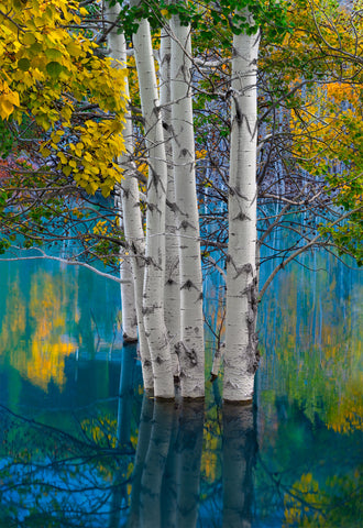 Photograph from Peter Lik of trees growing in water titled Tree of Wonders | LIK Fine Art
