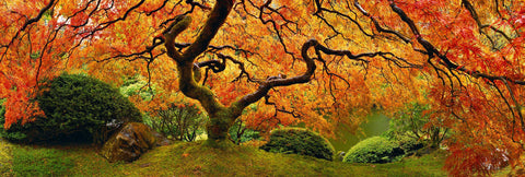 Japanese Maple tree filled with orange and red leaves in front of a pond in Oregon