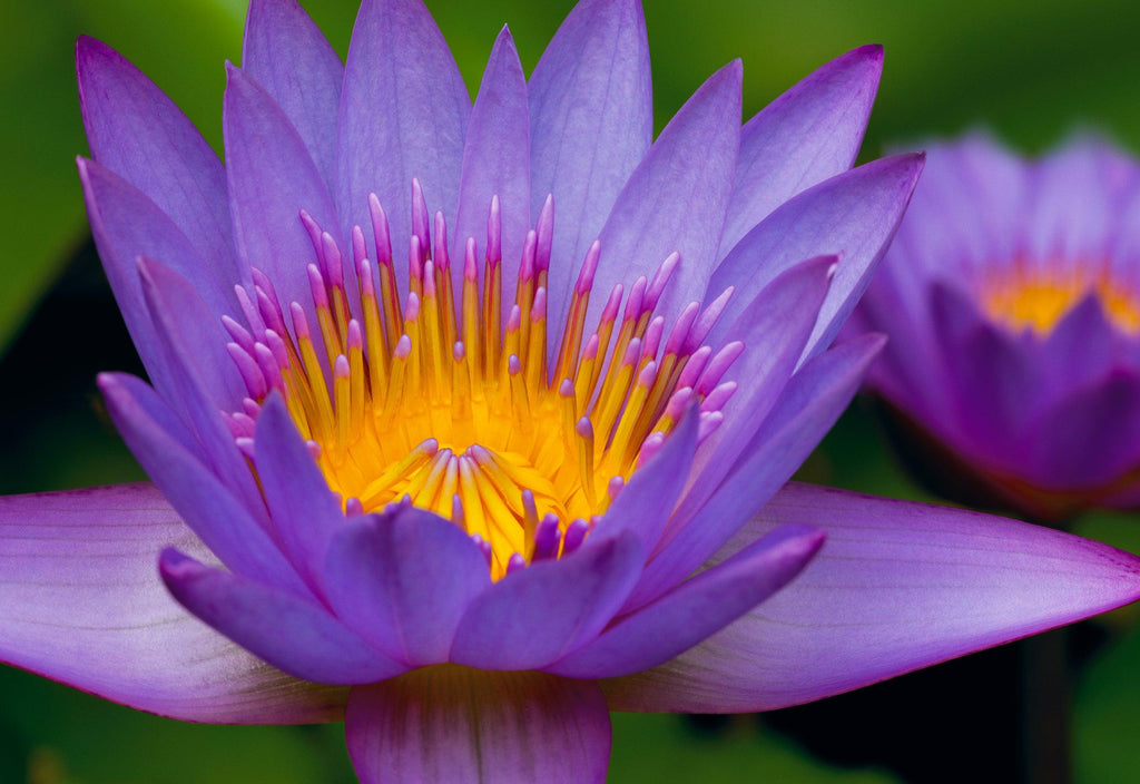 Flowers Dwarf Lotus Grand Master Stock Photo 1401231170