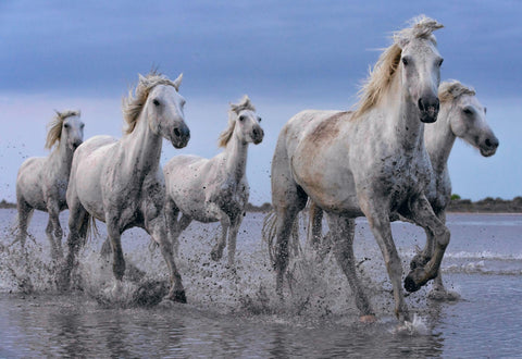 Five white horses running through the shallow waters of the ocean at dusk