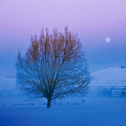 Full moon in the distance behind a leafless lone tree in a snow covered field in Jackson Hole Wyoming 
