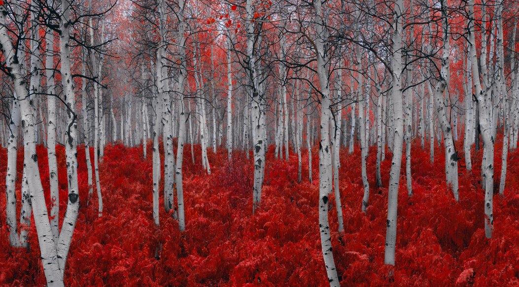 Peter Lik Releases First Stunner of 2016, Rouge