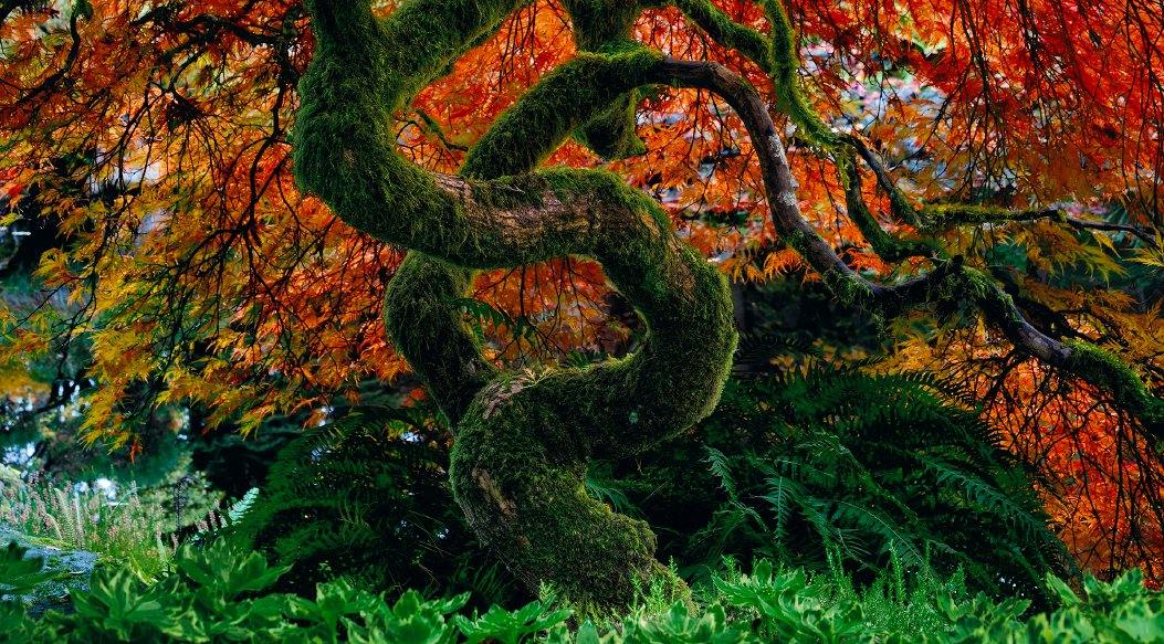 Peter Lik Unveils Latest Masterwork: Infinity Tree