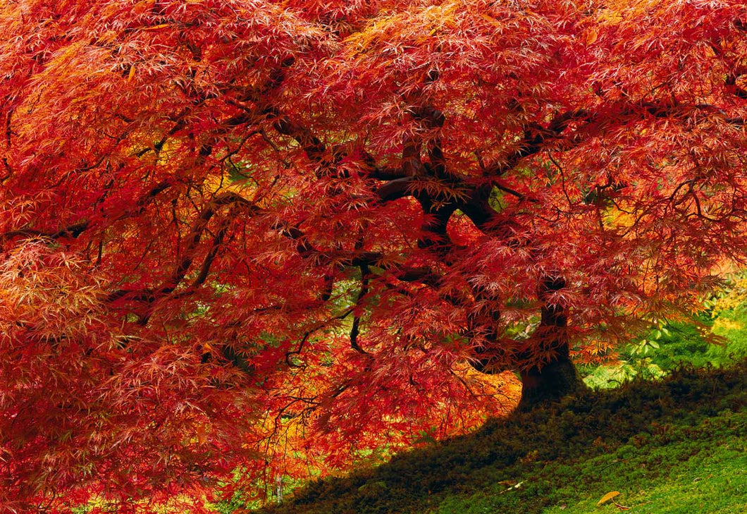 Rule of Thirds in Photography: Definition, Examples, and How Peter Lik Uses It