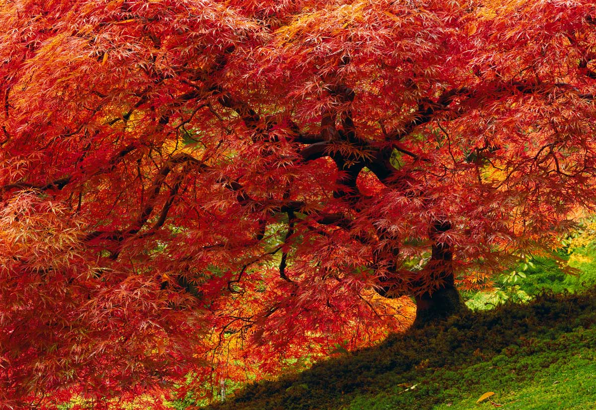 Rule of Thirds in Photography: Definition, Examples, and How Peter Lik Uses It