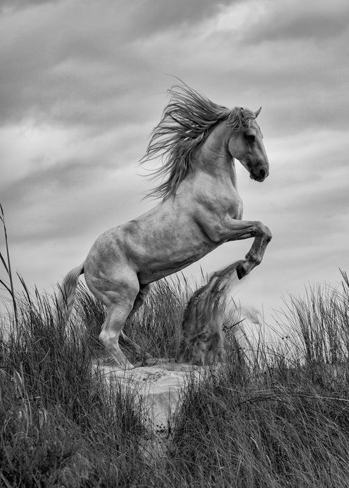 Black and white image of white horse on its back legs on sand photographed by Peter Lik