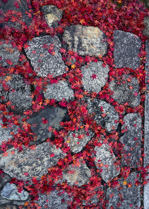 Gray stones with red leaves on the ground photographed by Peter Lik