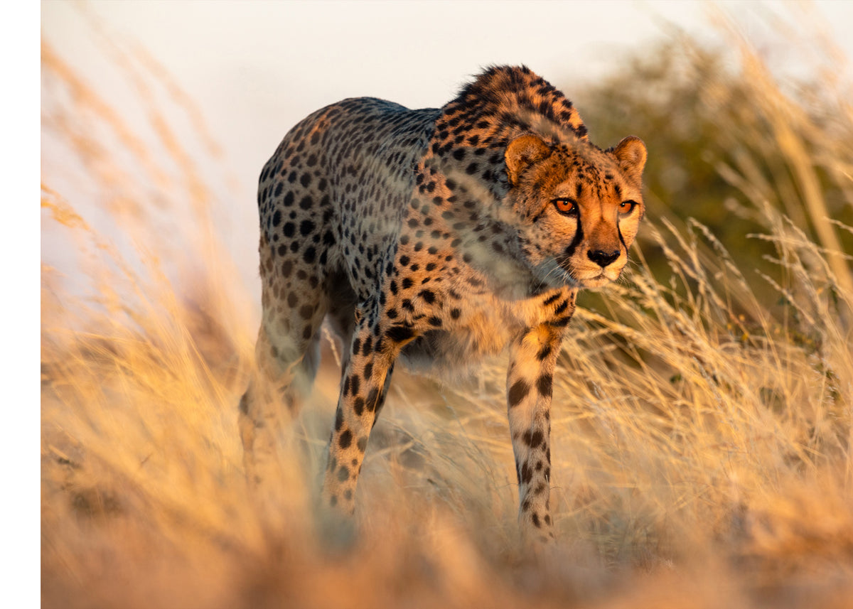 Photograph from Peter Lik of a cheetah in the savanna at sunset; its eyes, keen and observant, scanning the horizon.