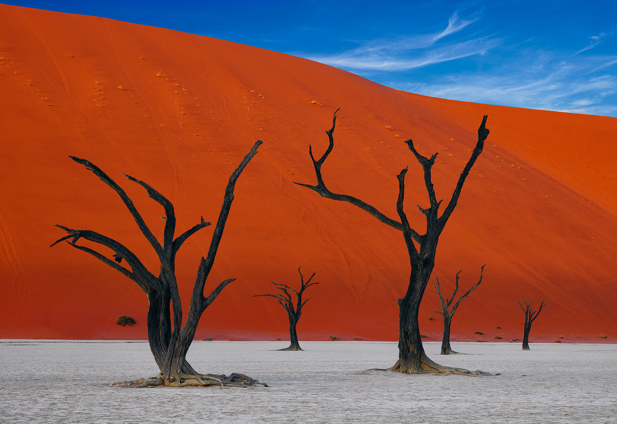 Tree Fine Art Photography