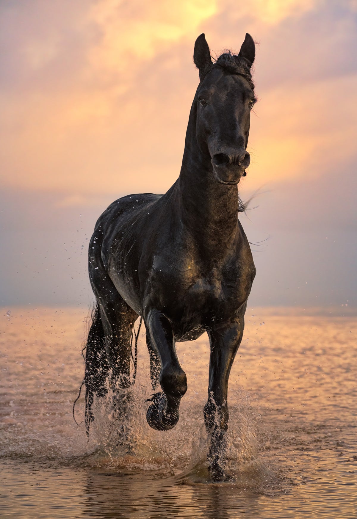 Peter Lik New Releases