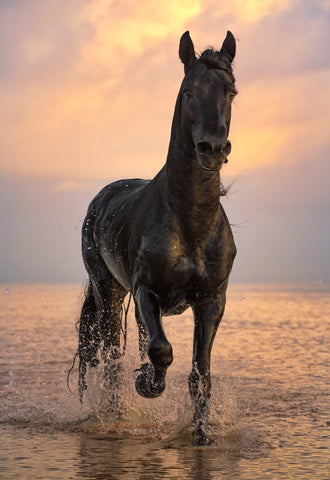 Black Friesian stallion running through shallow ocean water at sunrise on the Yucatán coast of Mexico, titled Coastal King by Peter Lik