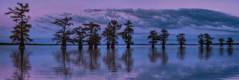 Cypress Dreams