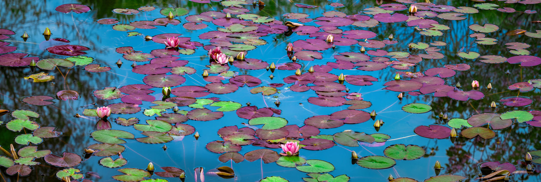 Embrace the enchanting tranquility of lilies on a pond, a hidden gem inviting peaceful reflection.