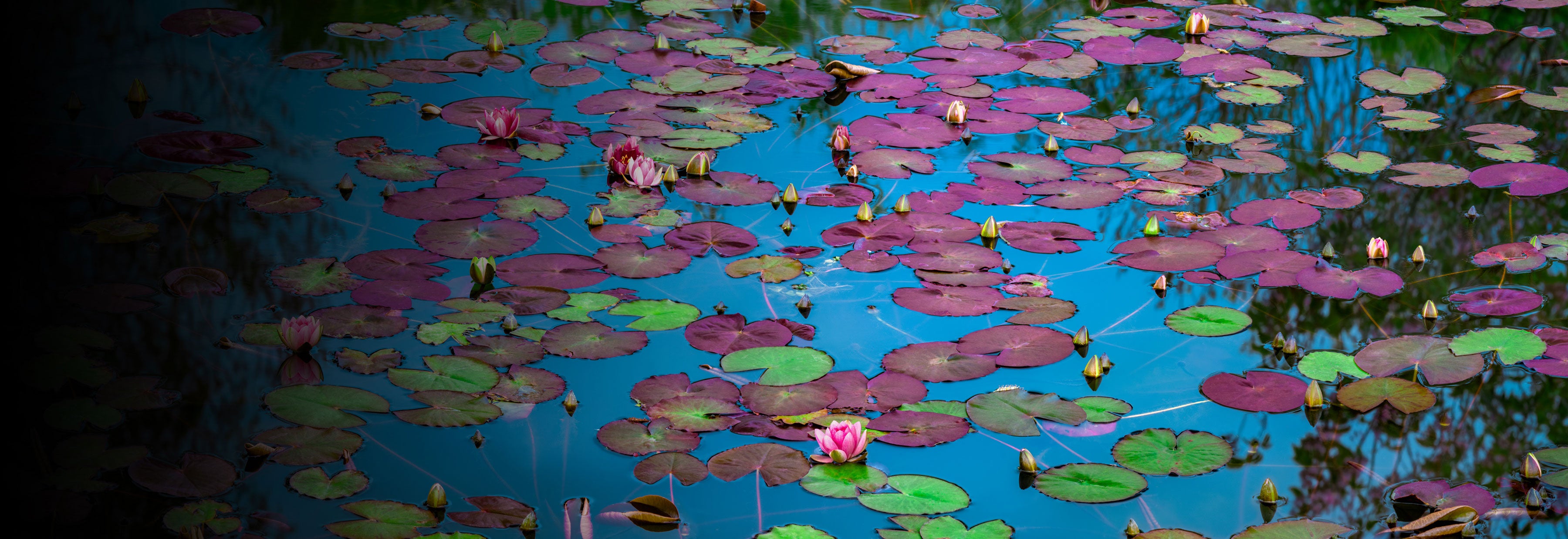 Enchanted Lilies by Peter Lik. A limited edition photograph of a tranquil pond full of lilies and lily pads covering the waters surface.