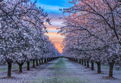 LIK Fine Art photograph of almond orchards in California in full bloom. Sunrise lights up the sky and begins to hit the tops of the trees covered in white and pink blossoms.