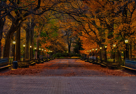 The leaf-covered path in Central Park captures autumn's beauty, with golden foliage and serene benches inviting peaceful reflection.