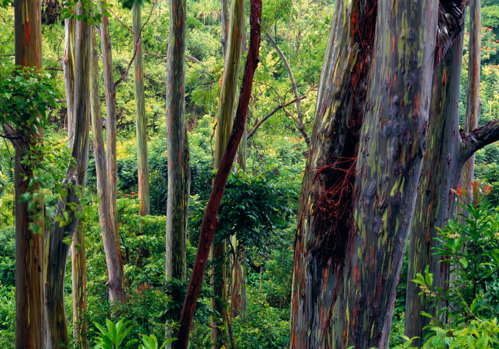 Rainbow Eucalyptus forest along the road to Hana Hawaii