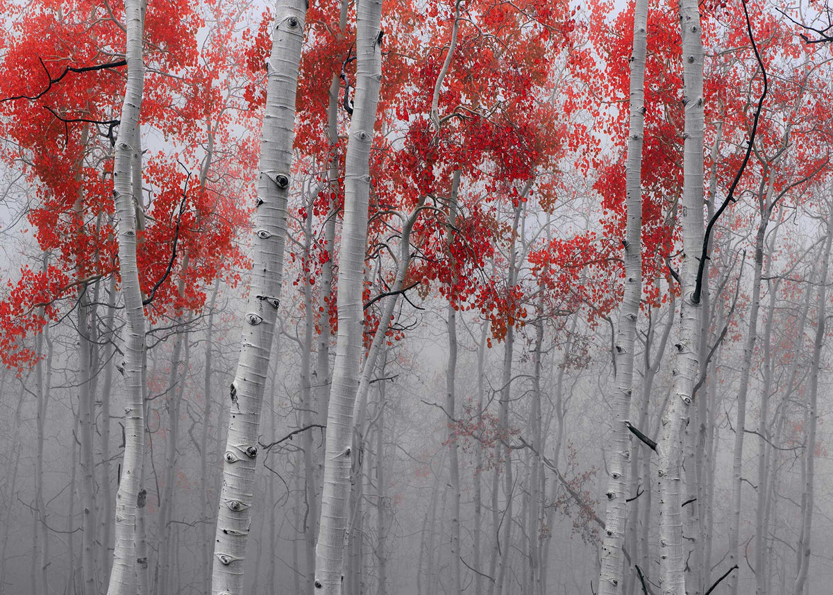 Forest of white trees with red leaves in the mist.