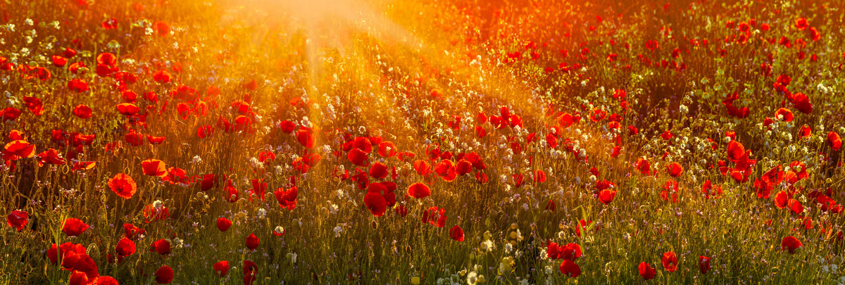 Peter Lik New Releases
