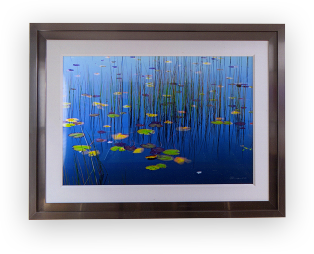 Framed photograph of water lilies and reeds in bright blue water in a silver frame with white linen liner