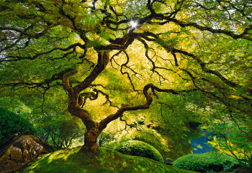 Japanese Maple tree filled with green and yellow leaves in front of a pond in Oregon
