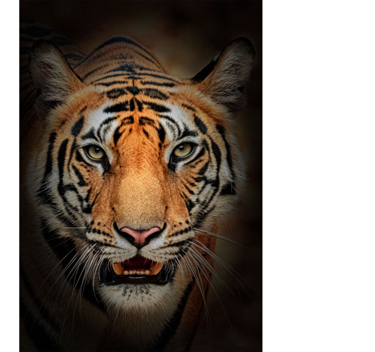 Legacy fine art wildlife photograph featuring a Bengal tiger staring directly forward in Bandhavgarh Tiger Reserve, India.
