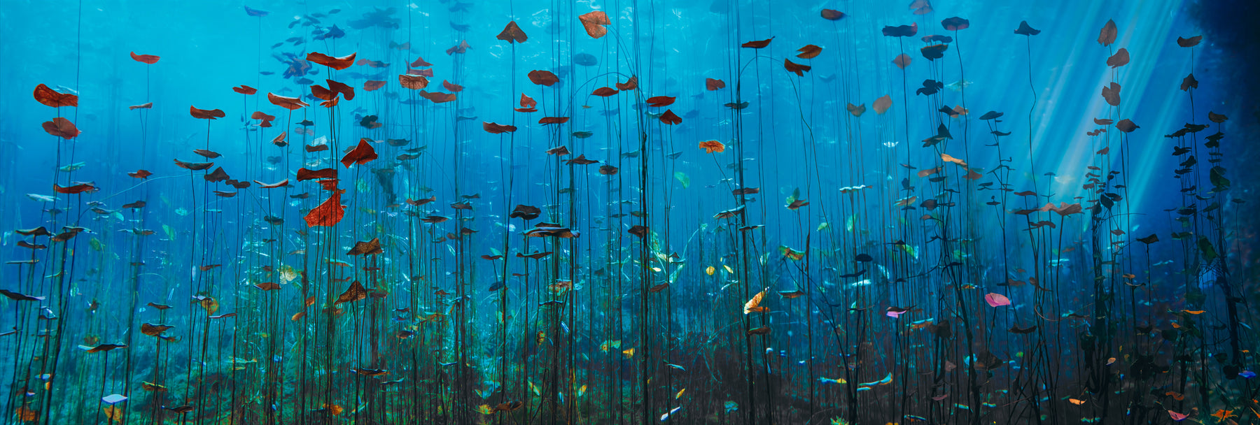 peace lily underwater Peter Lik - Lilies of the Secret Waters