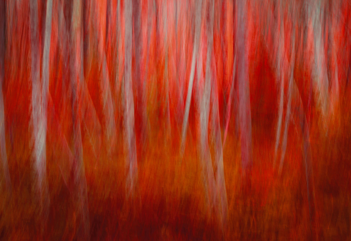 The Premier Collection