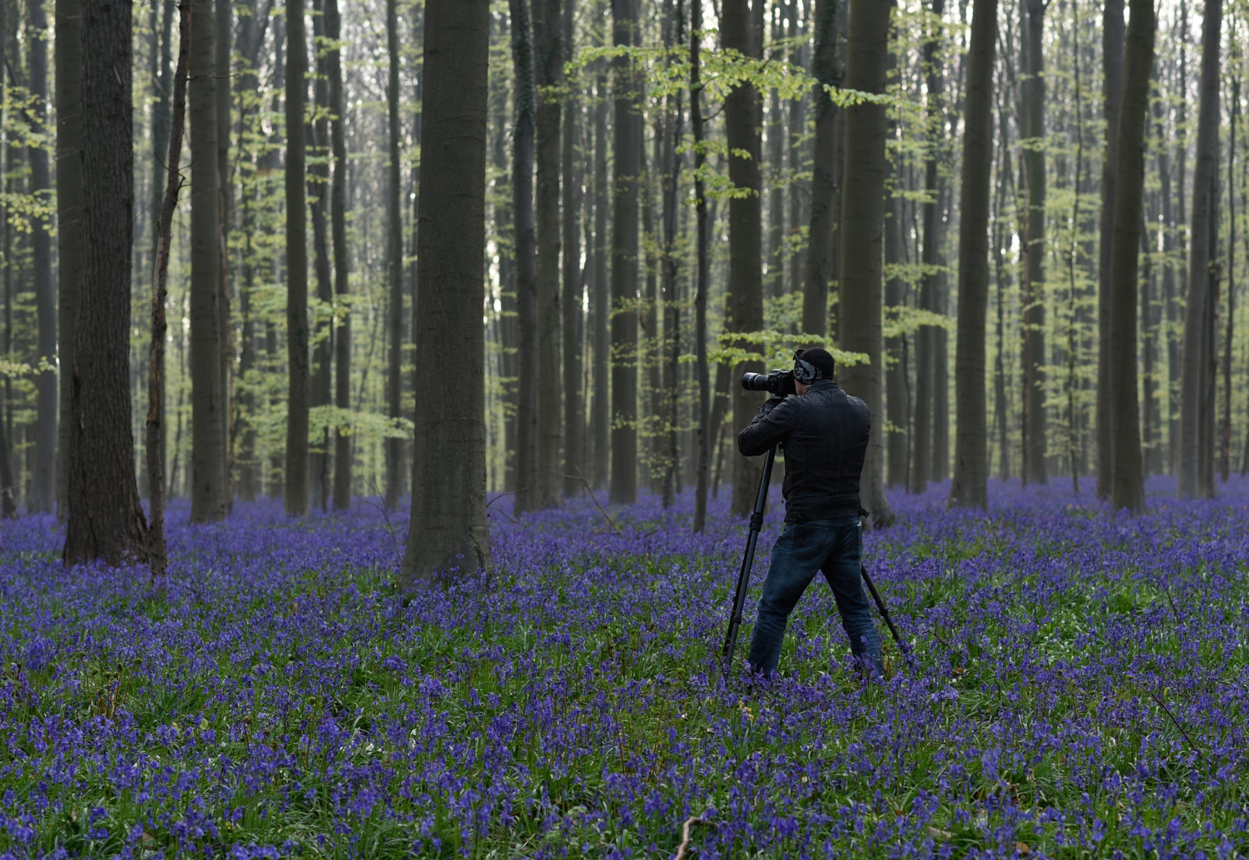 Portrait of Peter Lik taking a photograph of the woods and purple carpet of flowers in Brussels, Belgium.