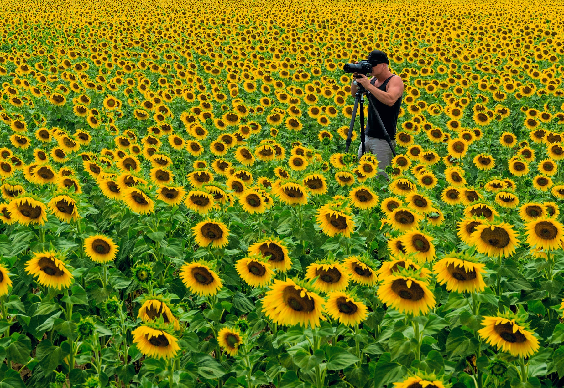 Portrait of Peter Lik wearing a sleeveless shirt and baseball hat, taking a photograph in the sunflower fields of France.