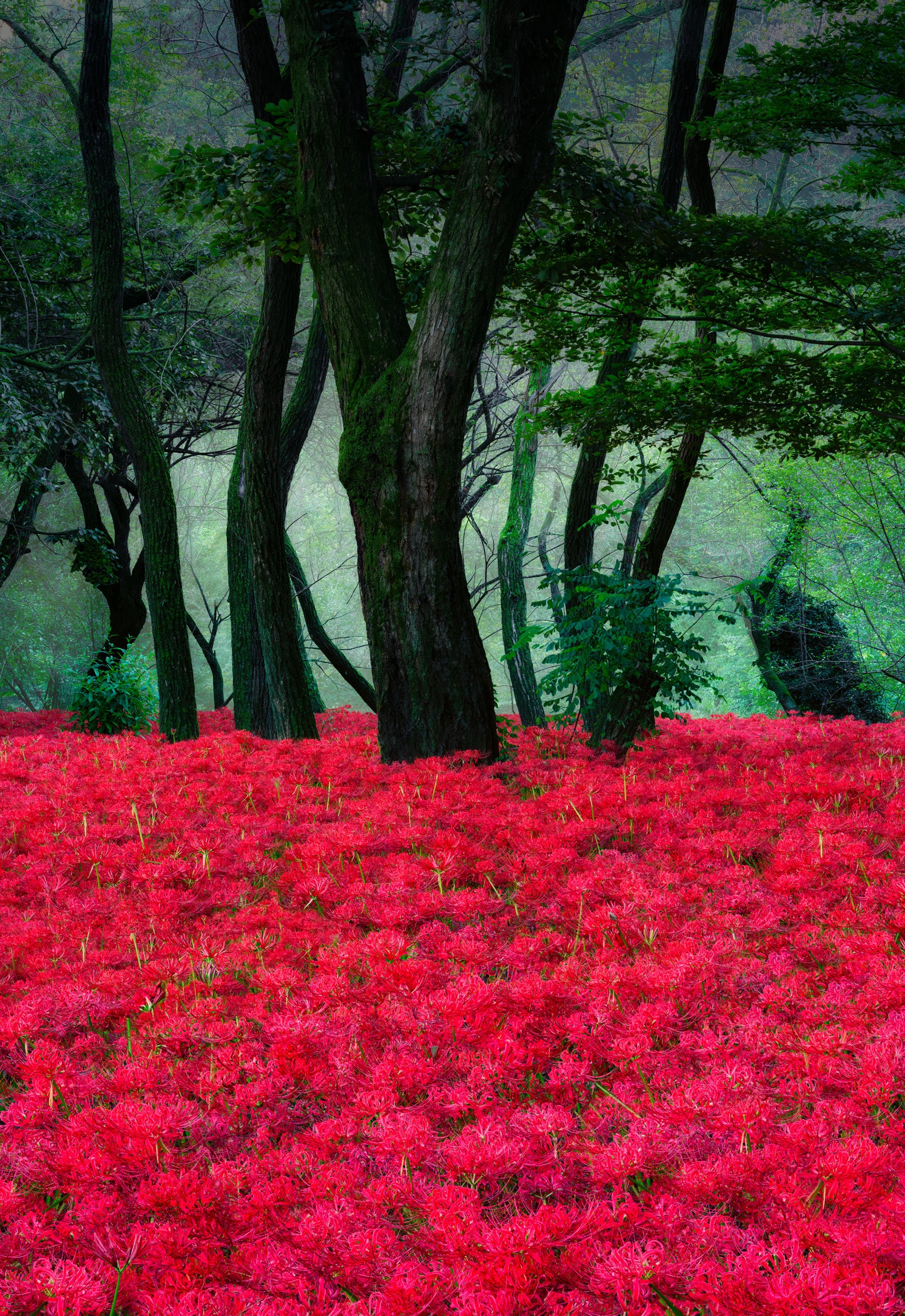 spider lily in japan Peter Lik - Morning Ember