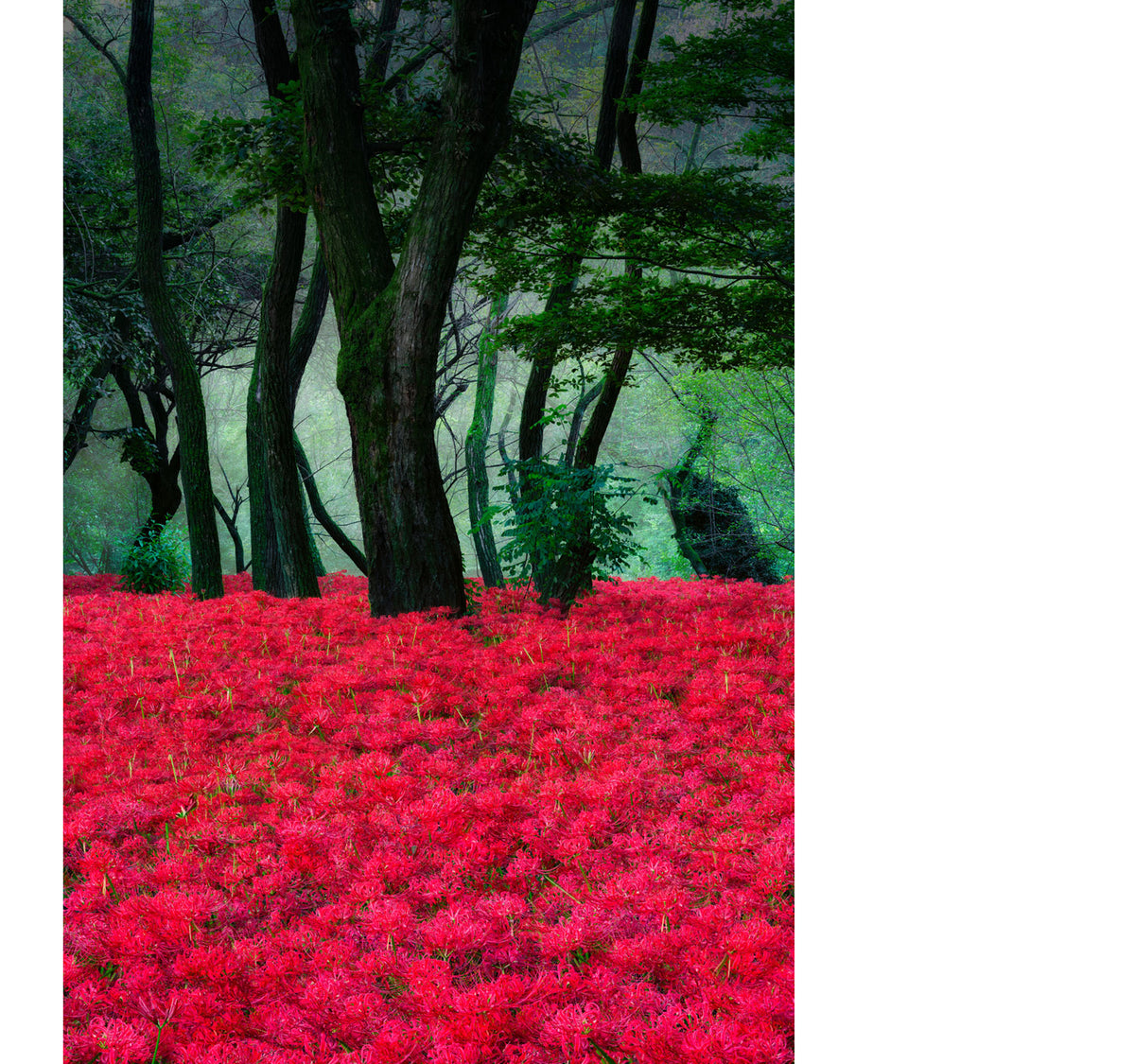 Forest in Japan filled with Red Spider Lilies as far as the eyes can see.