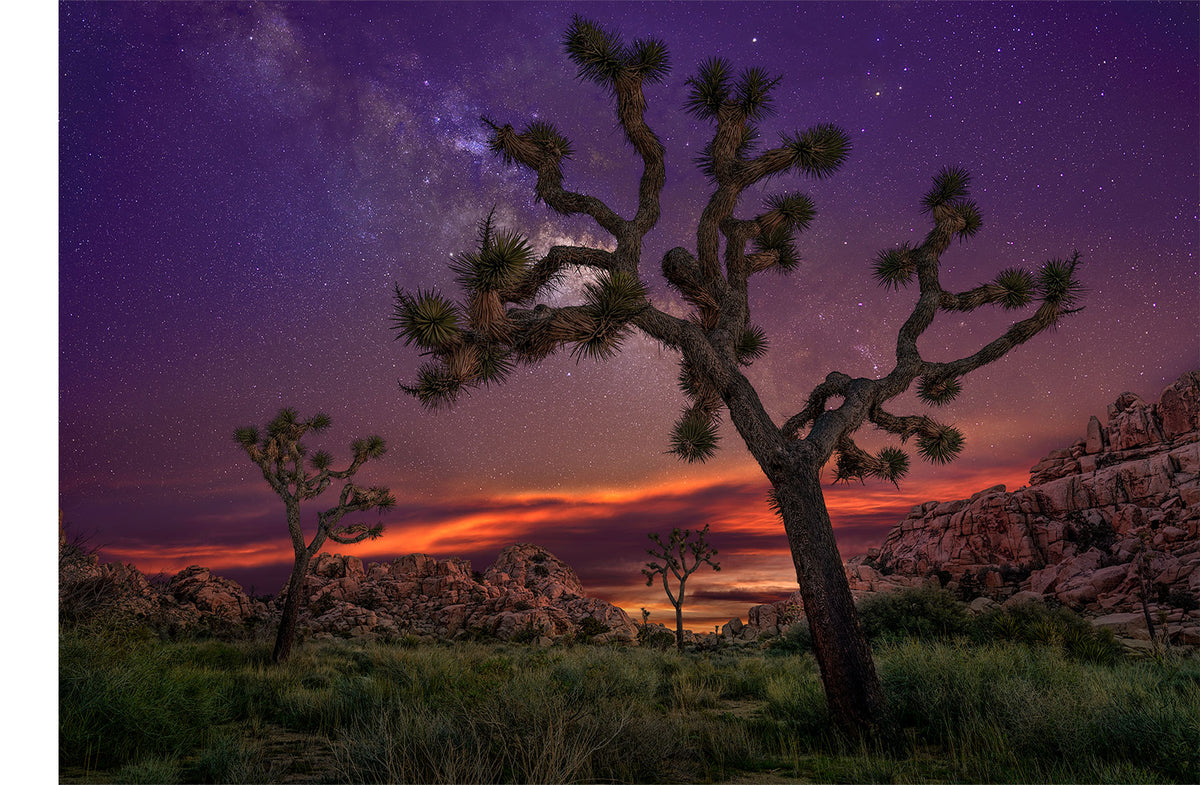 Nocturnal Forest fine art photograph of Joshua trees beneath the Milky Way and glowing dusk horizon in Joshua Tree, California