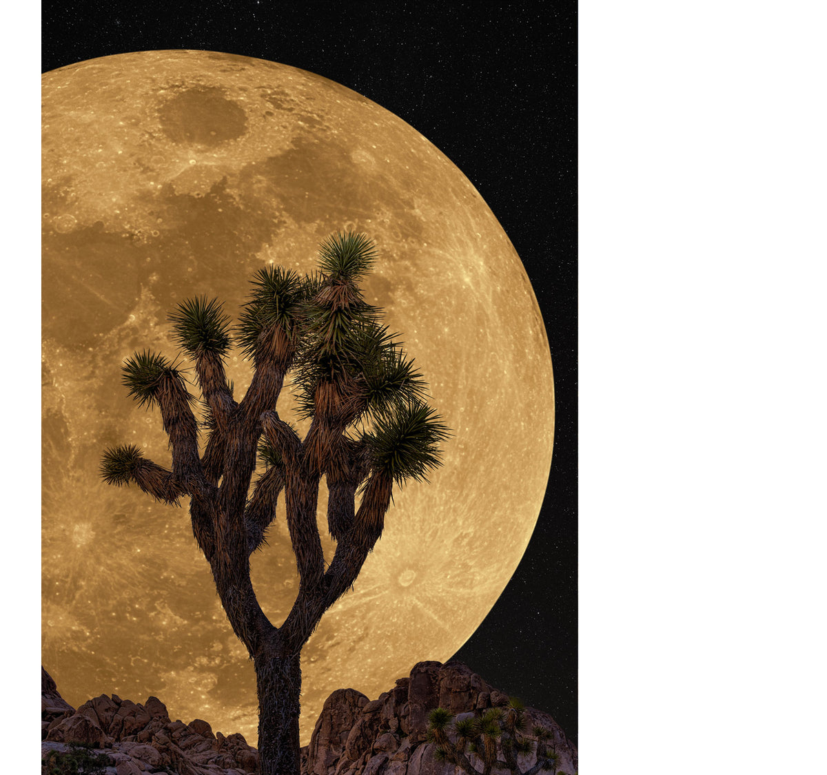 Peter Lik’s Nocturnal Glow, featuring a Joshua tree silhouetted against an immense golden full moon and star-filled desert sky.