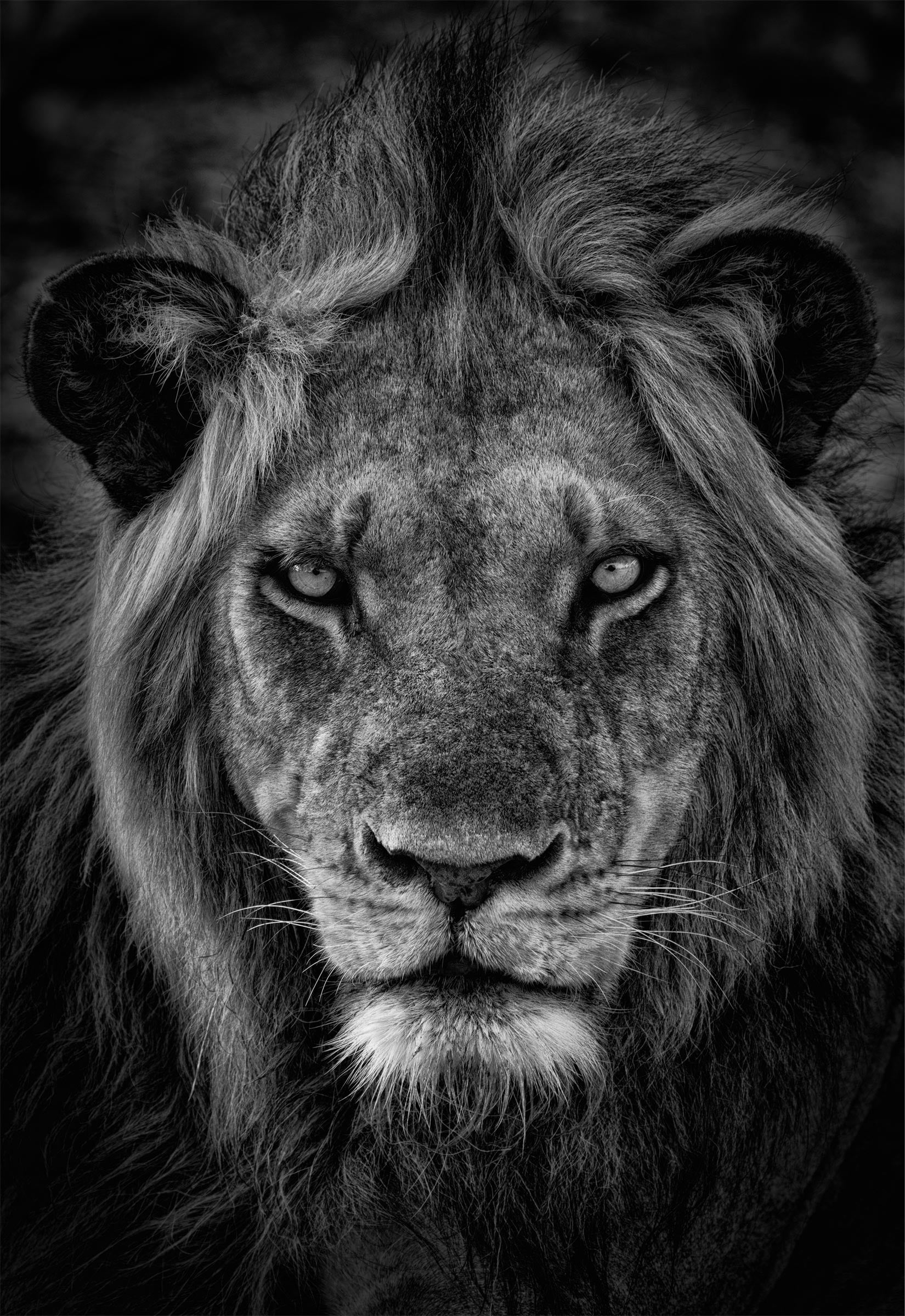 Uncover the soul of Africa with a close-up of a lion in timeless black and white.