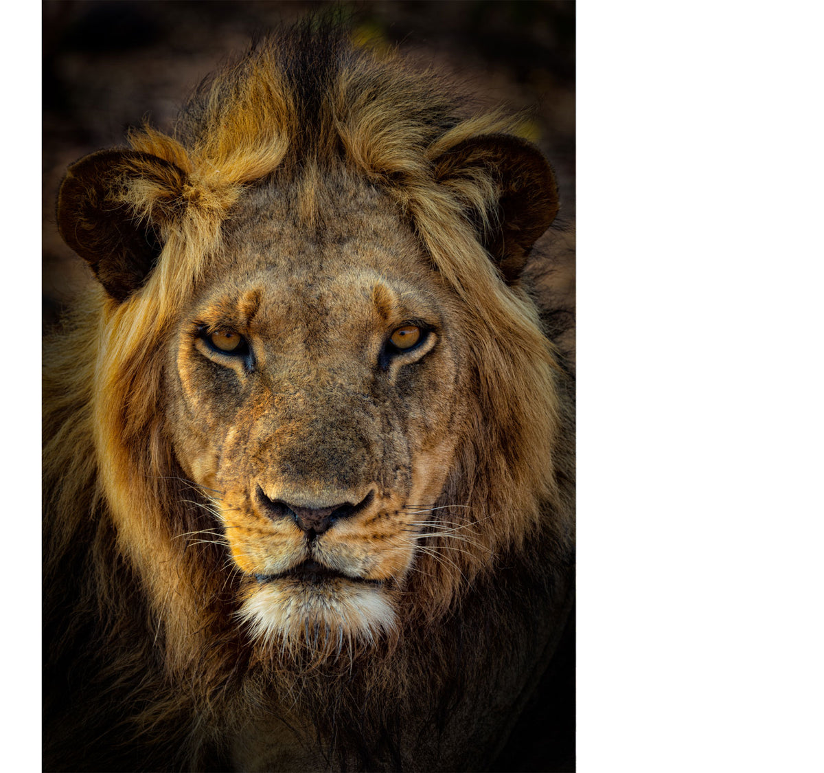LIK Fine Art photograph from Peter Lik featuring a striking portrait of a lion staring directly at the viewer.