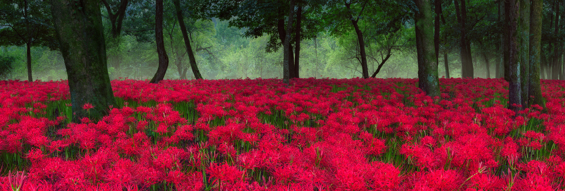 scarlet spider lily Peter Lik - Scarlet Veil