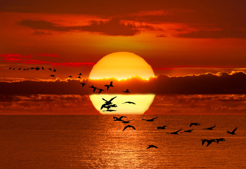 Cape Cormorants soar over the African coastline at sunset. Experience nature's beauty in motion.
