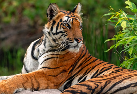 Untamed Elegance