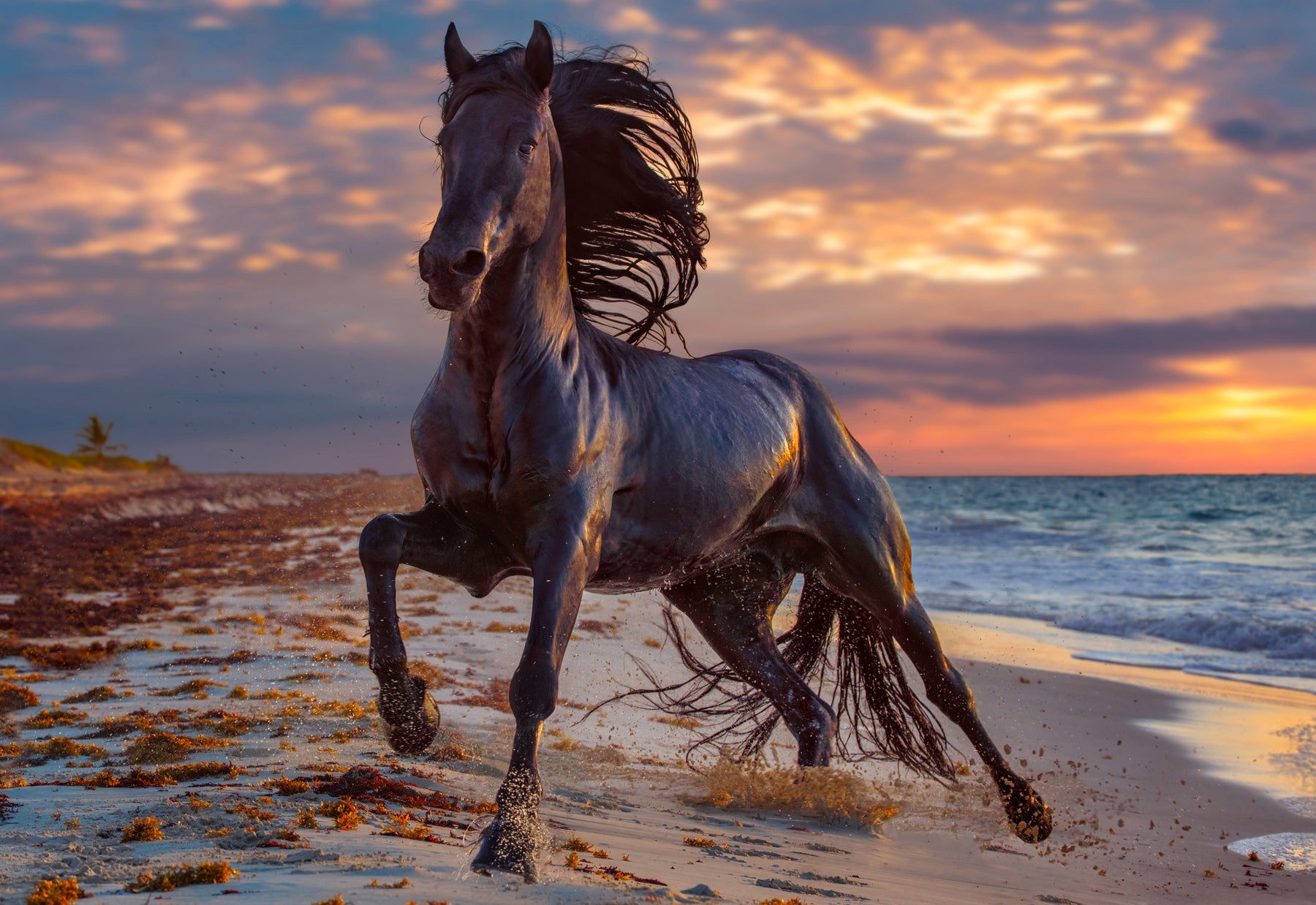 Morning light and majestic black horse create stunning scene on Yucatán Peninsula beach.