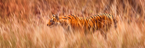 Veil of the Jungle