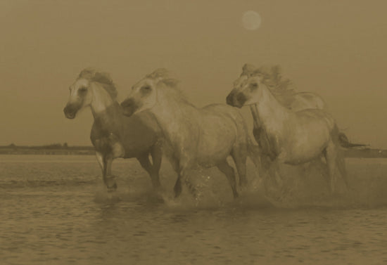 Four white horses running in the water on the beaches in Camargue, France.