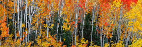 Whispers of Park City