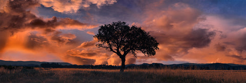 Journeying through southern France, a solitary tree bathed in the sunset's glow became an enchanting silhouette, capturing nature's elegance.