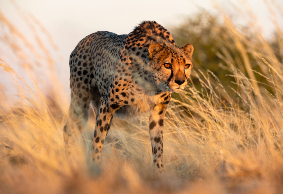 Witness a cheetah's grace under Africa's setting sun. A breathtaking moment of strength and beauty on the savanna.